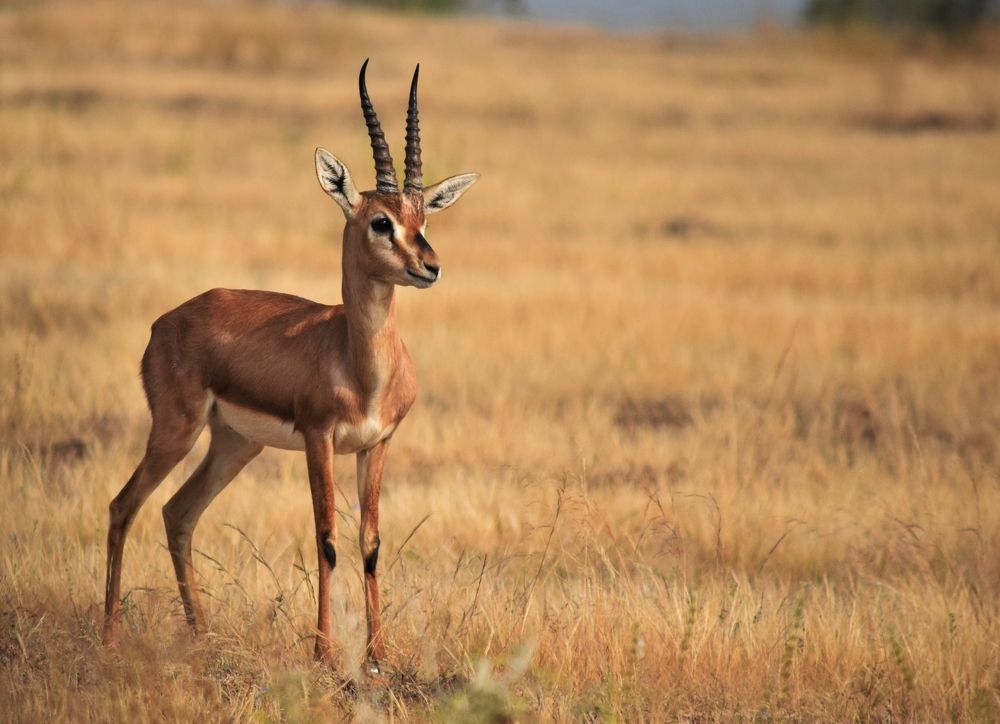 Фотография автора Suhas Jogdeo