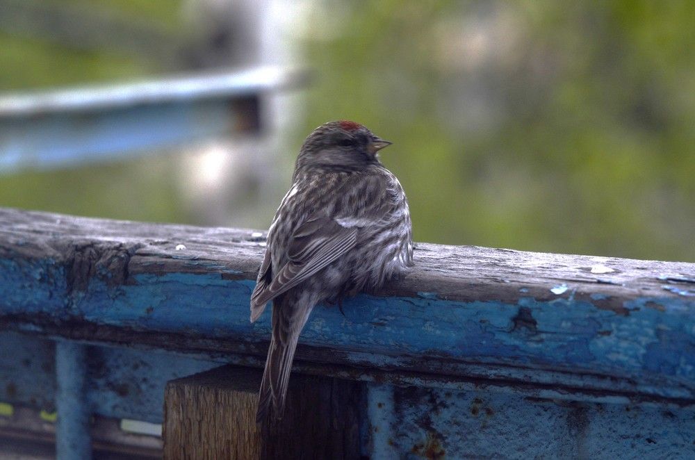 чечетка обыкновенная