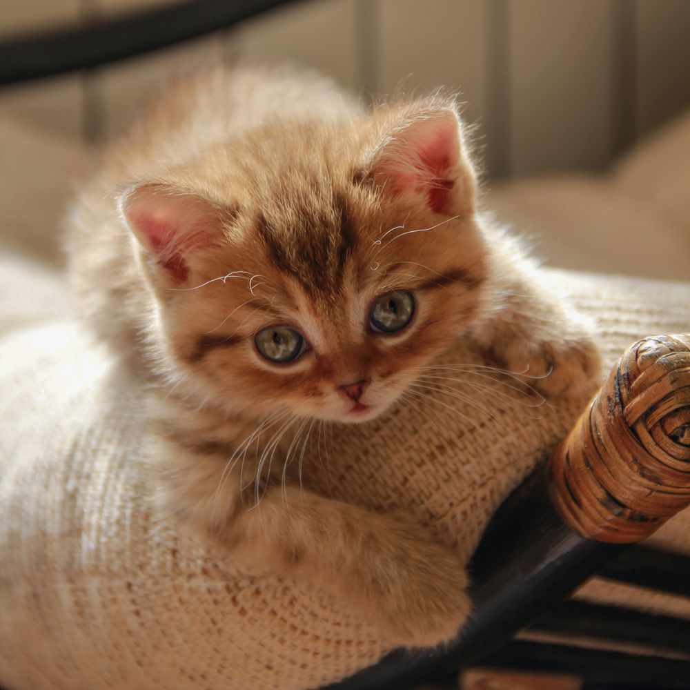 В лучах солнца