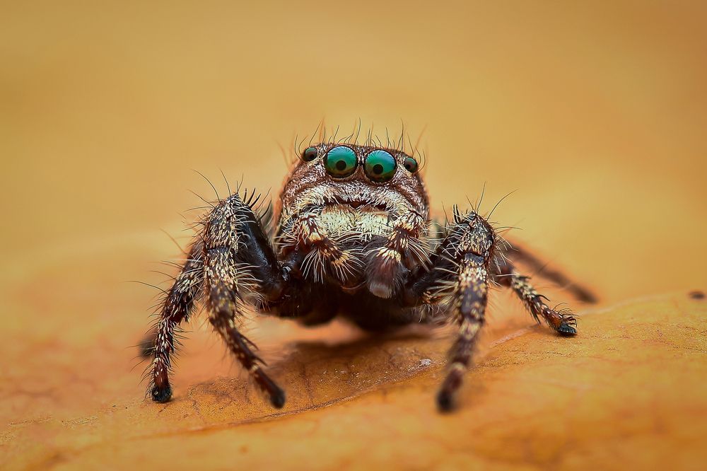 Hyllus Semicupreus Male