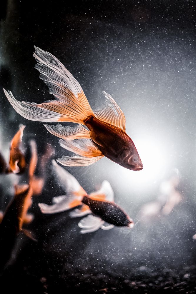 Photograph by Екатерина Нефедова