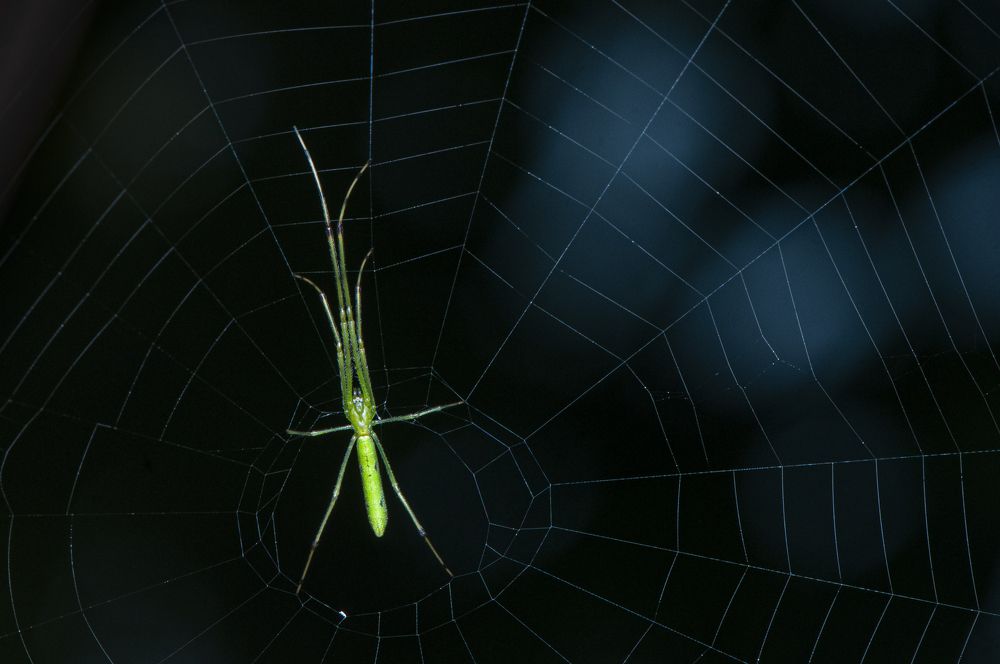 Photograph by Chamara Sulakkhana Polwatta Siriyalage