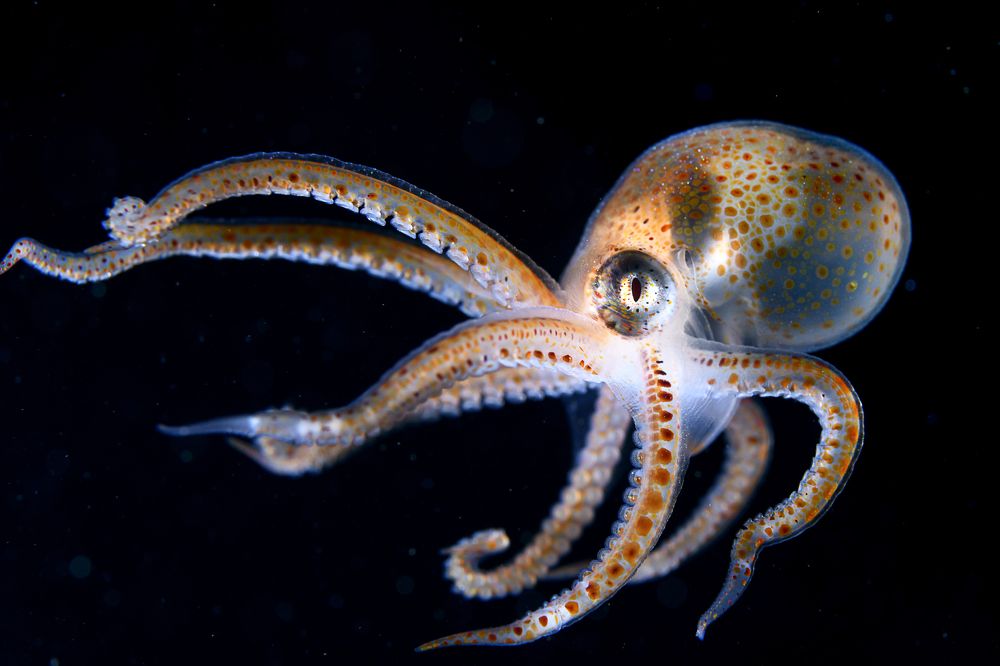 Glittering Juvenile Octopus