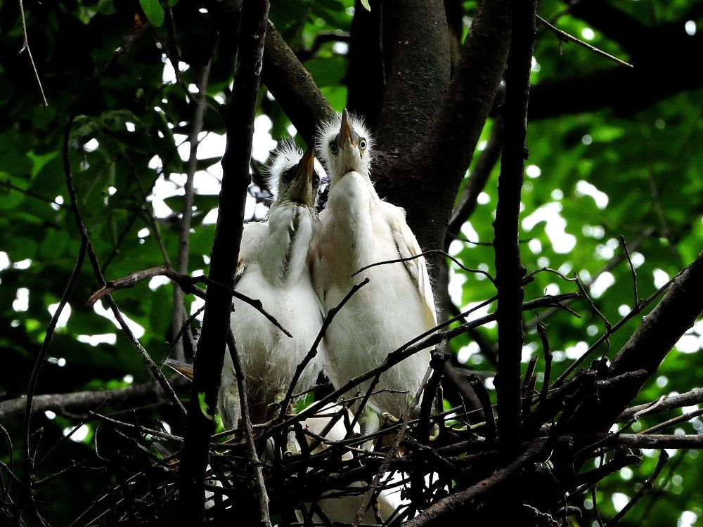 Egret Nestlings
