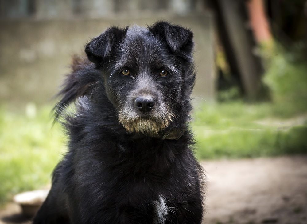 Грустный пёс