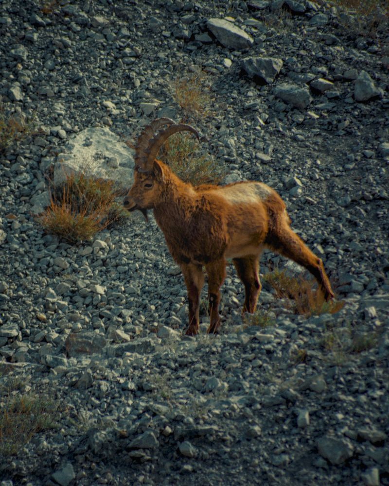 Фотография автора Ubaid Ullah Baig