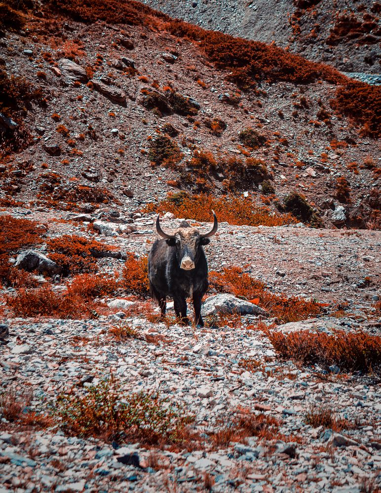 Фотография автора Ubaid Ullah Baig