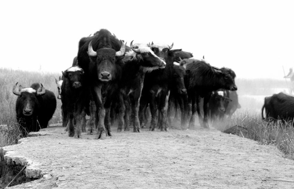 Photograph by علاء الاسدي