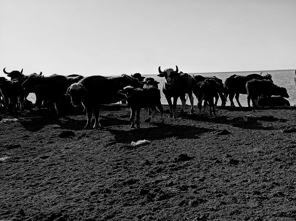 Photograph by علاء الاسدي