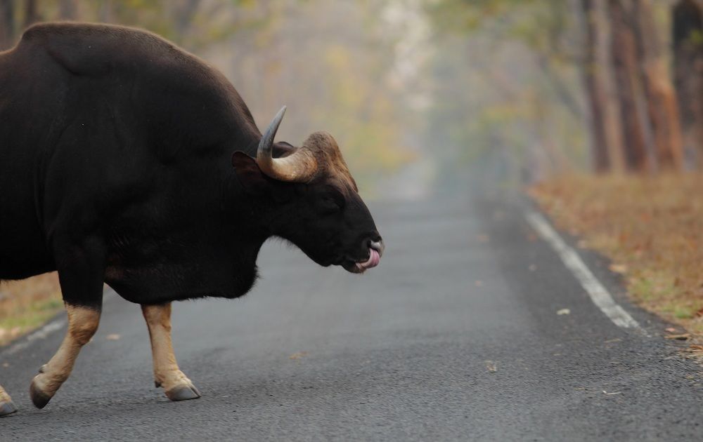 Massive Killer - the Indian Gaur!