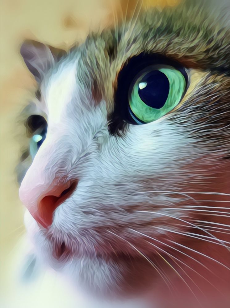 Кошачьи глаза