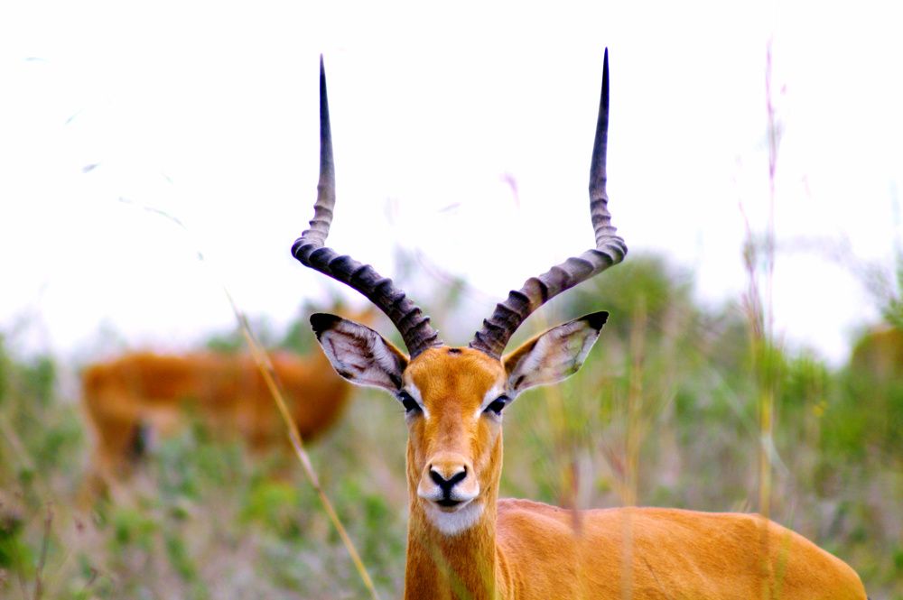 Antelope