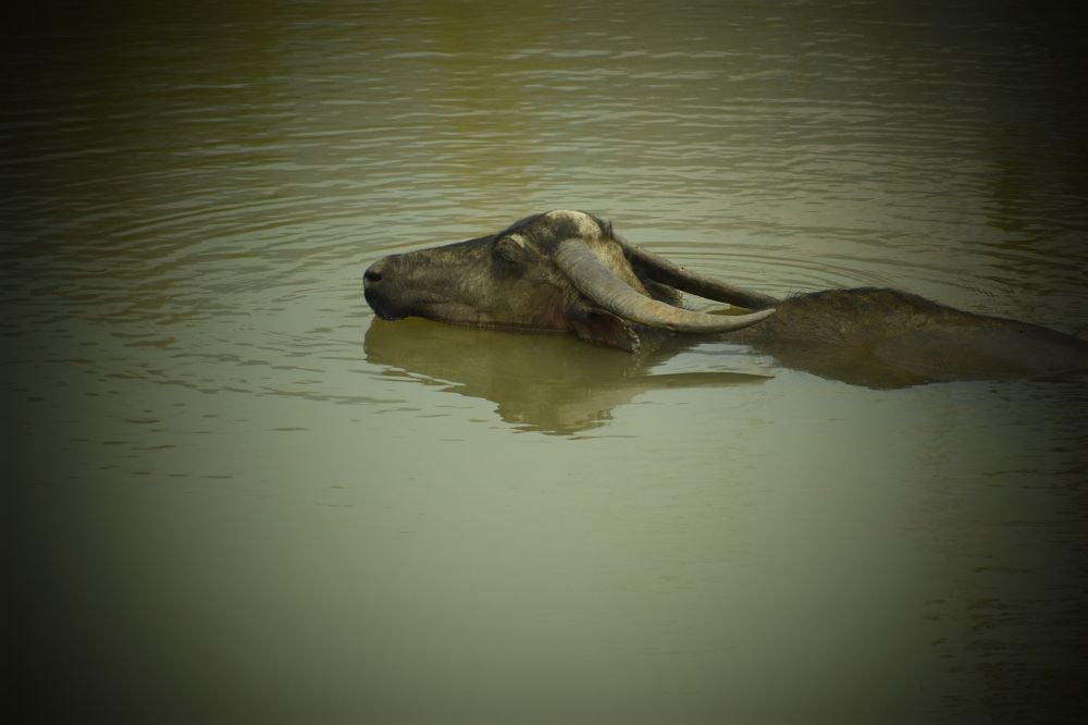 Photograph by Akshaya Dey