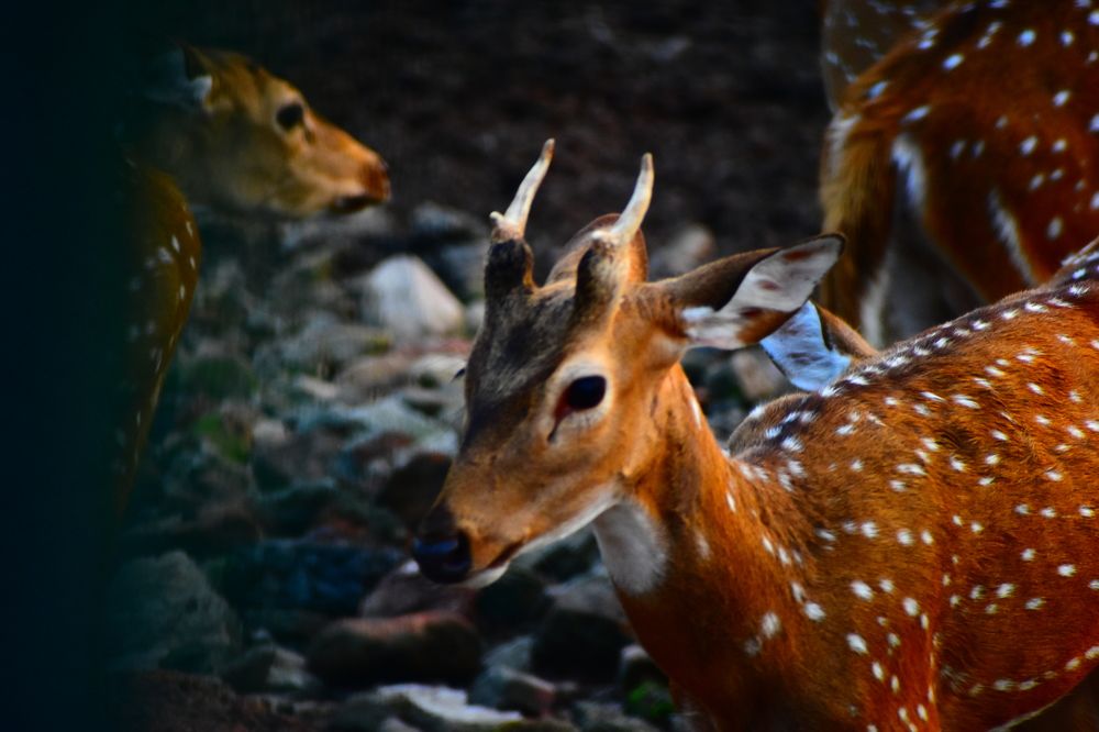 Photograph by Akshaya Dey