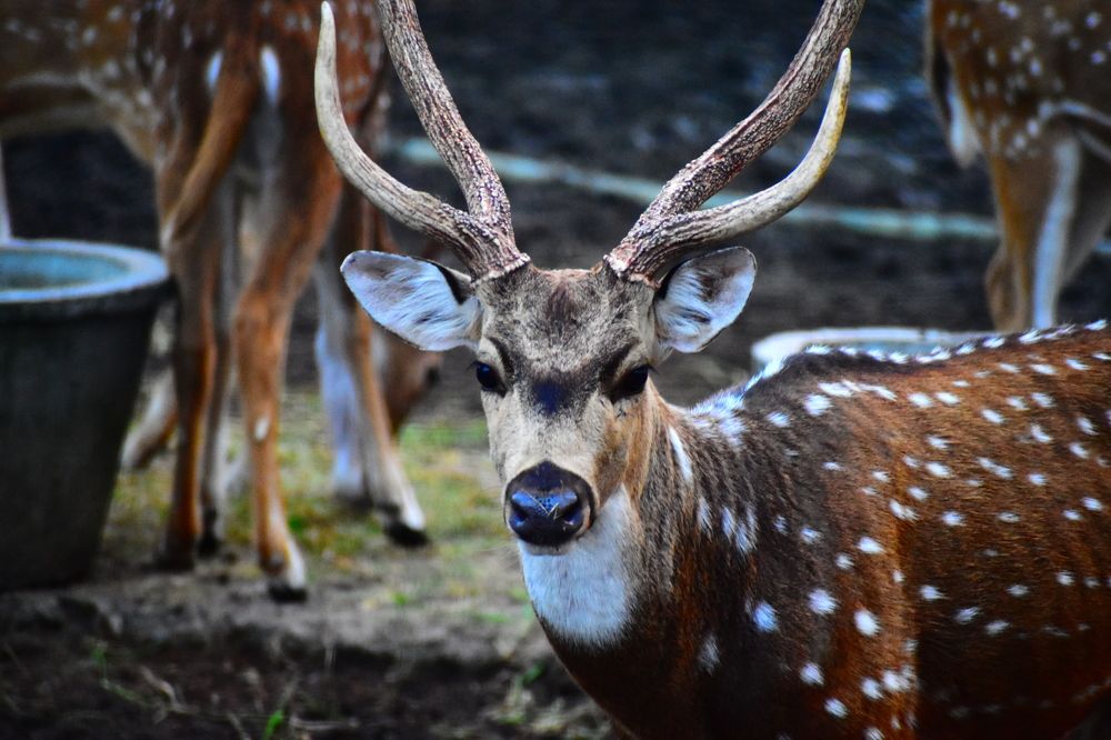 Photograph by Akshaya Dey