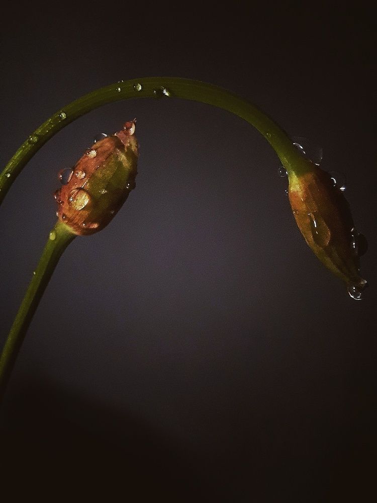 Photograph by Елена Леоненко