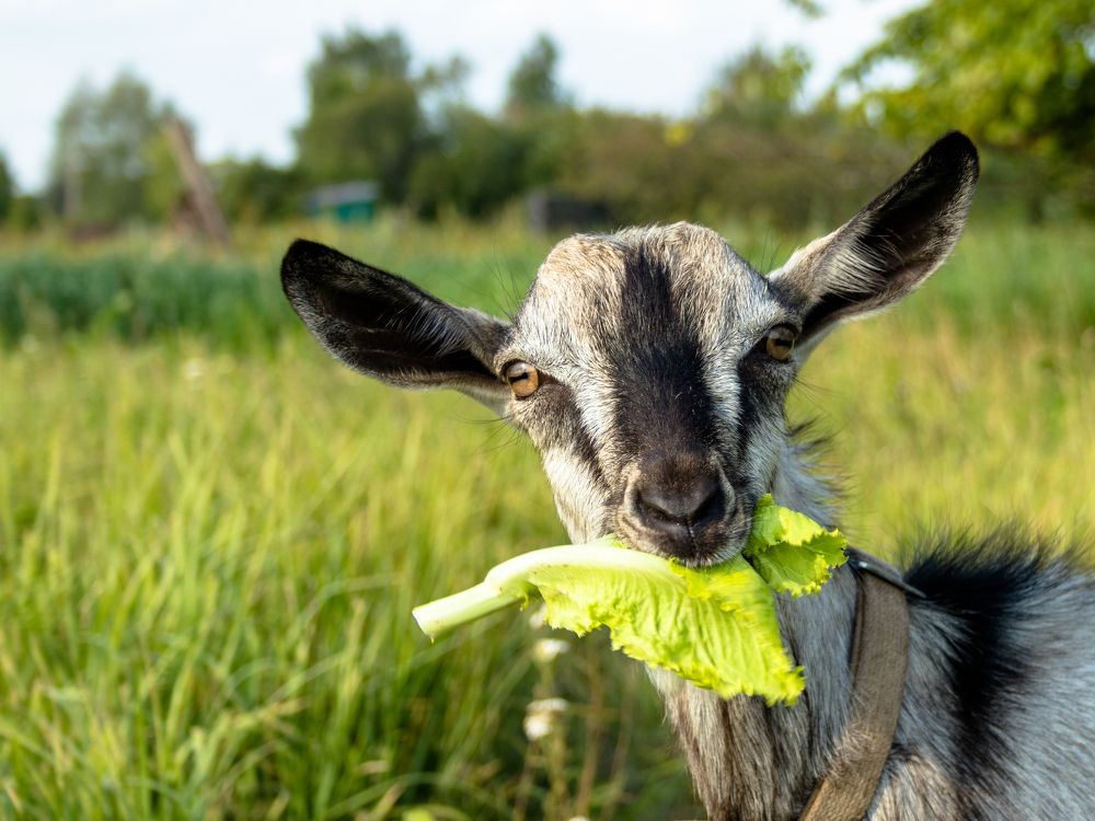 Photograph by Игорь Соя