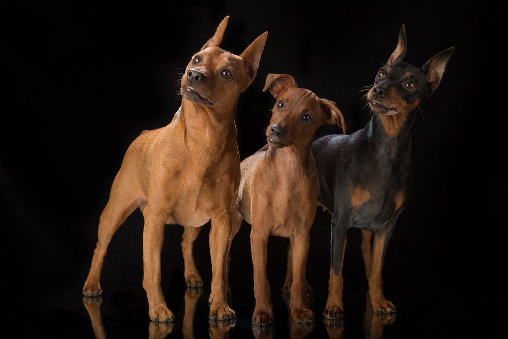 Дружное семейство