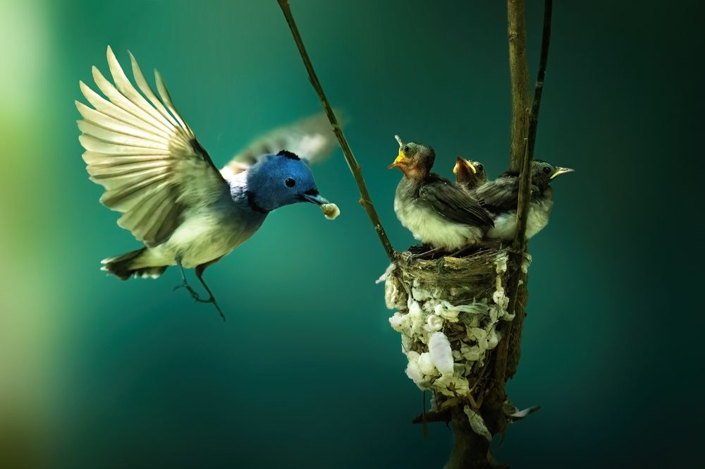 Photograph by Shabbosachi Das