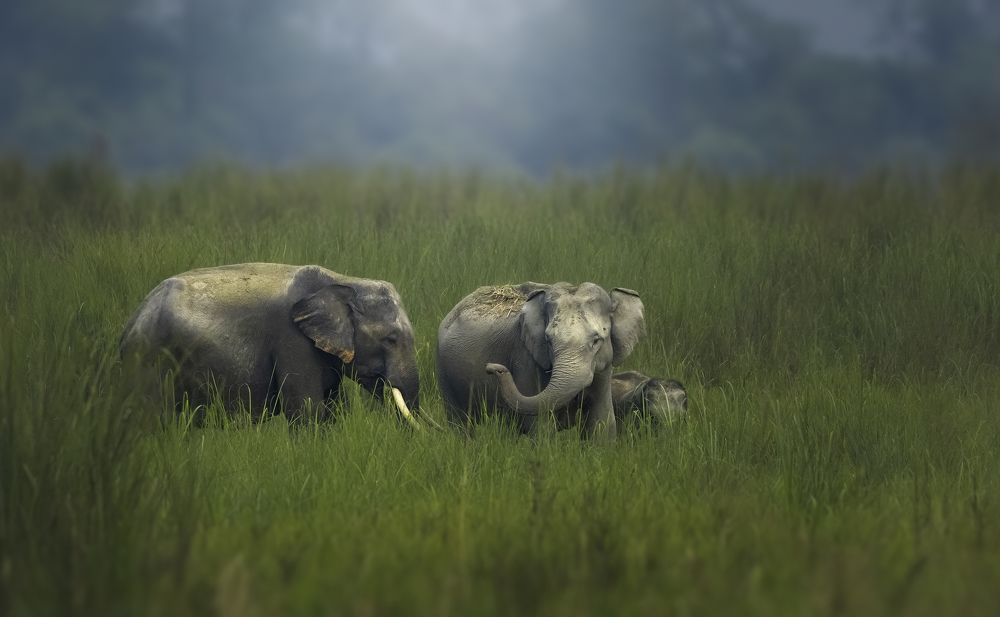 Фотография автора Rahul Chakraborty