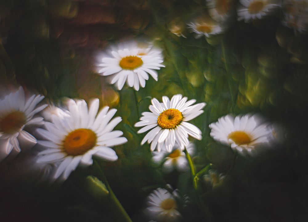 Ромашки под яблоней