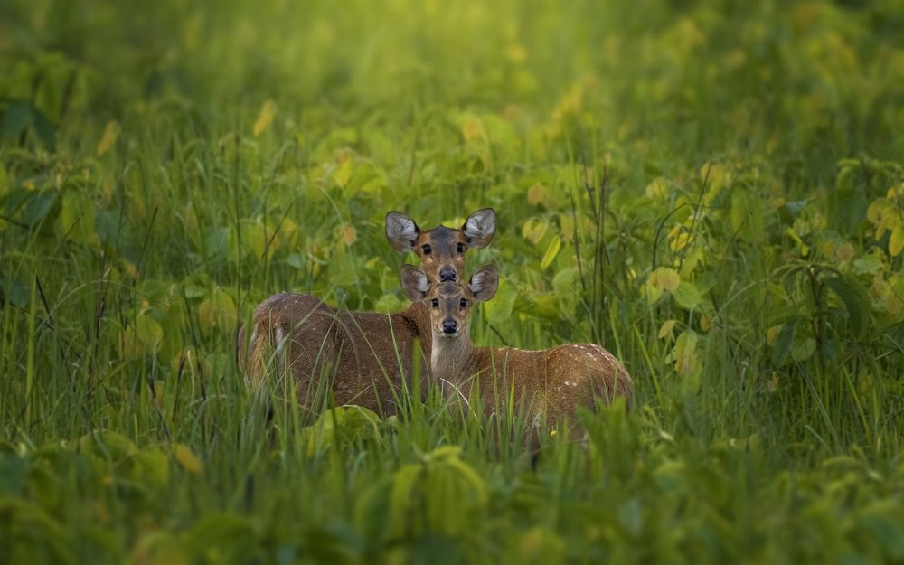 Фотография автора Rahul Chakraborty