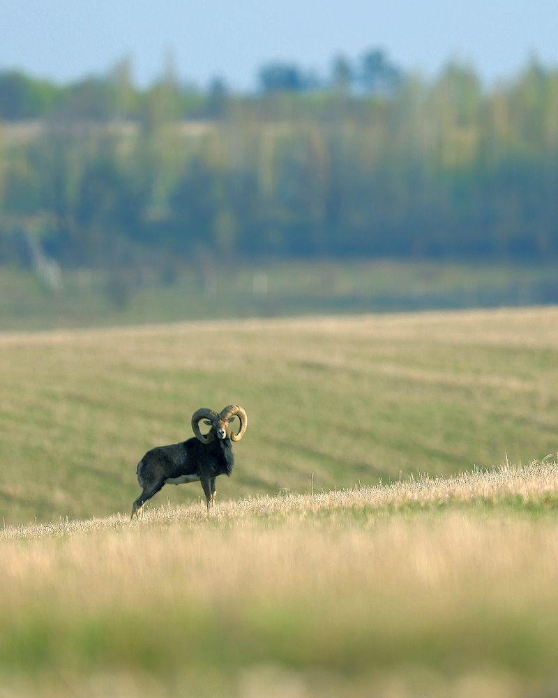 Photograph by Крепак Алексей