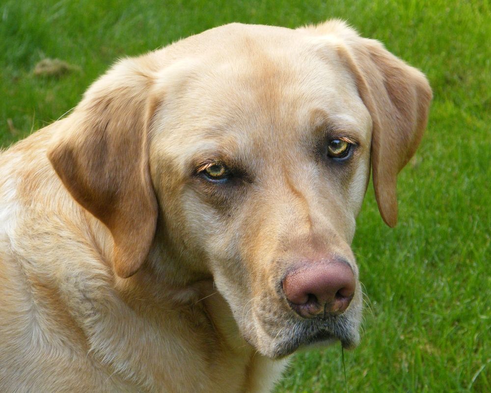 Photograph by Раиса Ламли