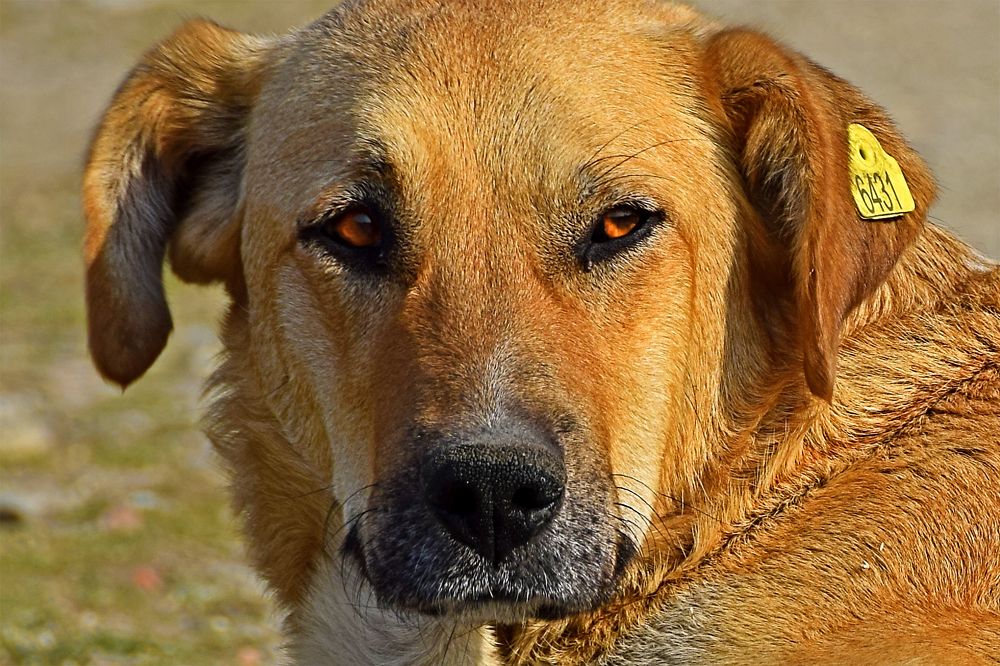 Photograph by Kiril Mucevski