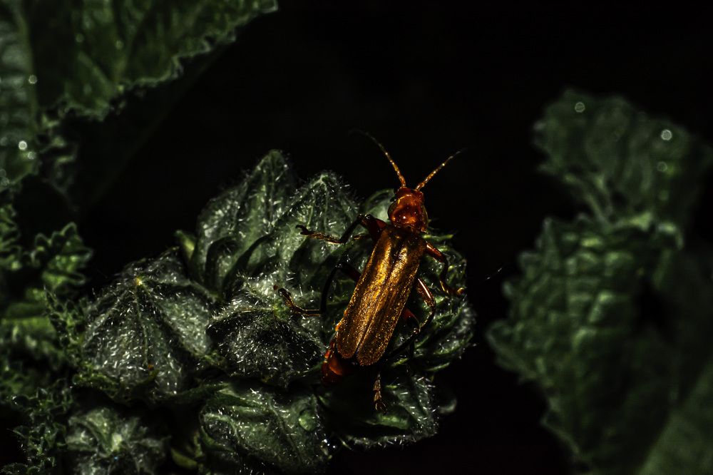 Гламурный жук)