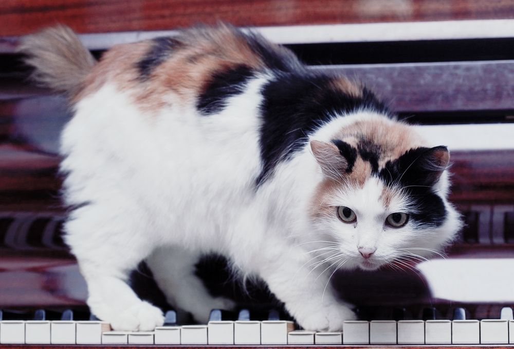 Фотография автора Alena Makushina