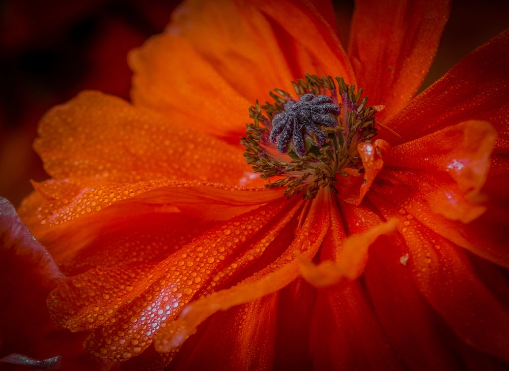 Photograph by Ирина Крепак