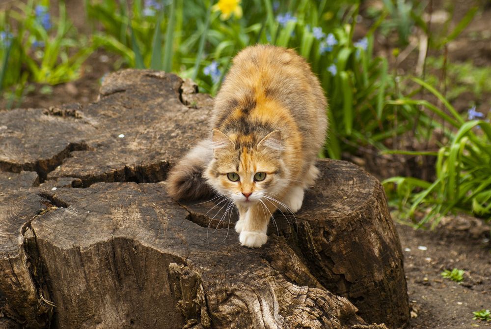 Photograph by Екатерина Бахтинова