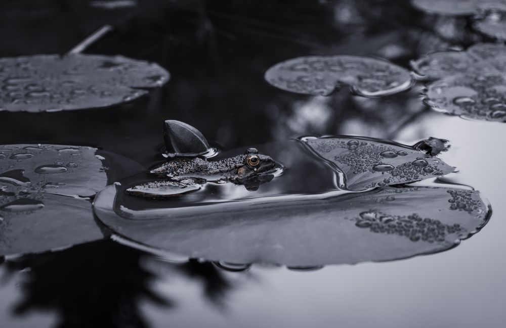 Photograph by Farshad Yazdankhah