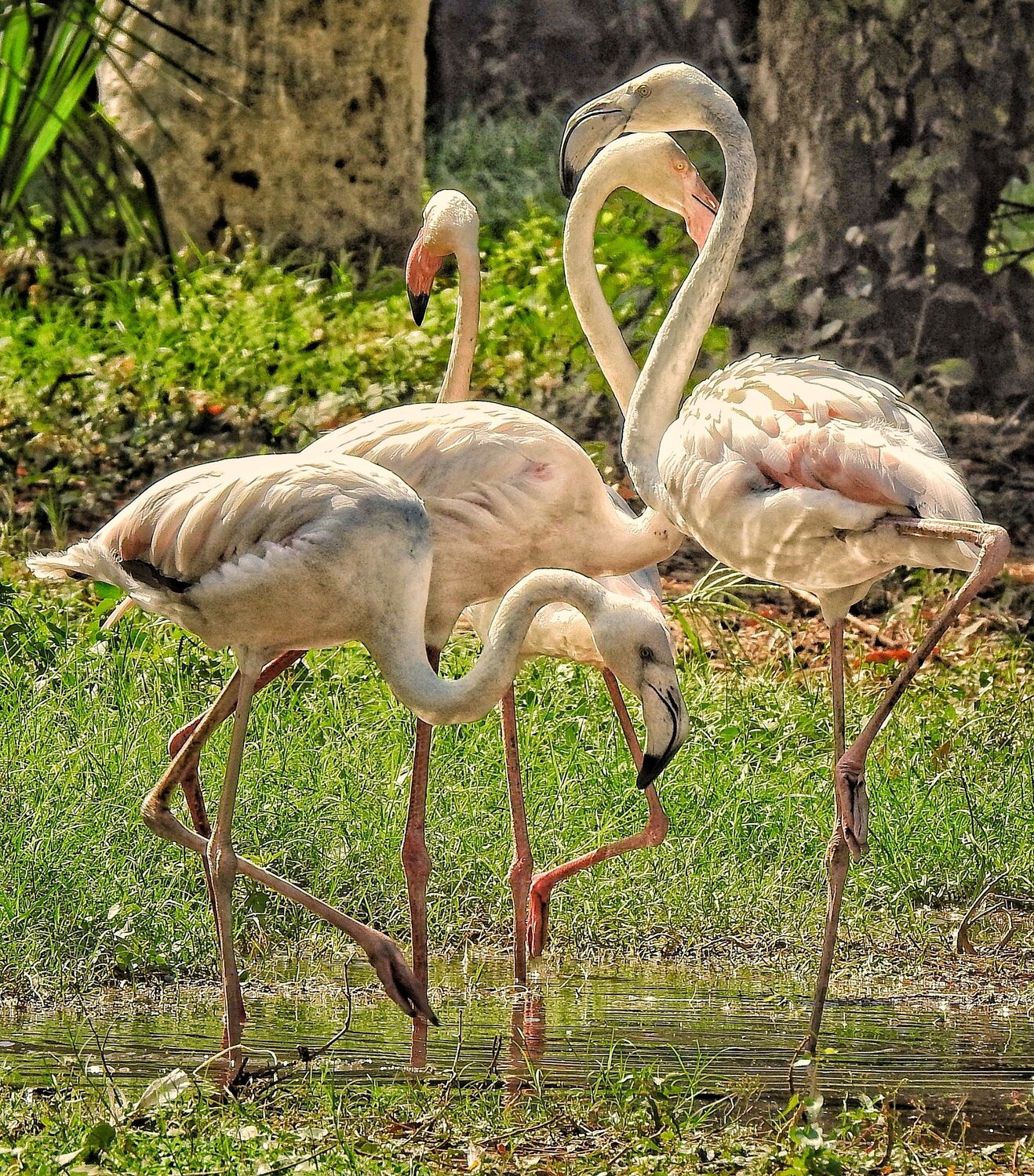 Flamingo ballet