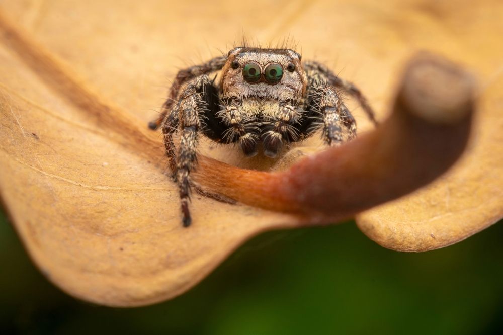 Hyllus Semicupreus On A Leaf