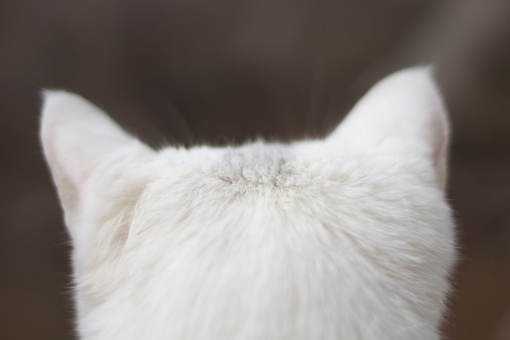 Photograph by Наталья Кузнецова