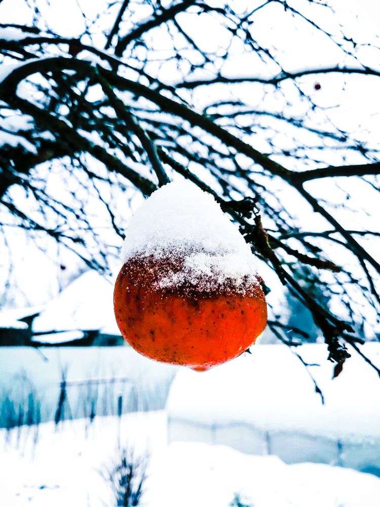 Photograph by Елена Лепешкина