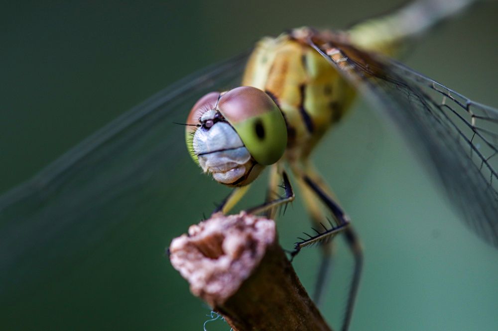 Photograph by Ninan John