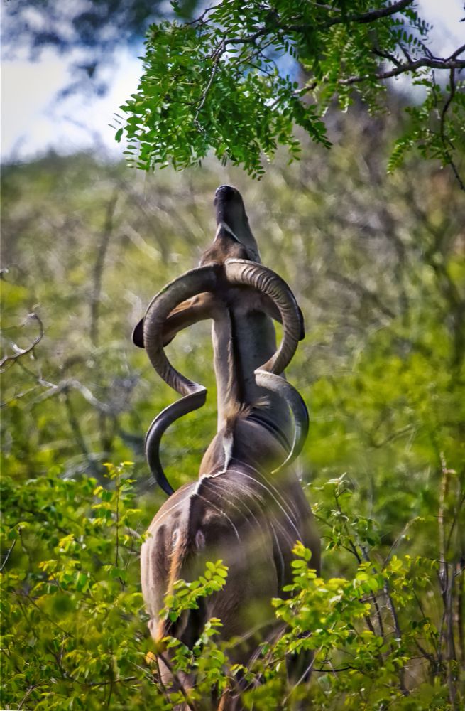 Фотография автора koch