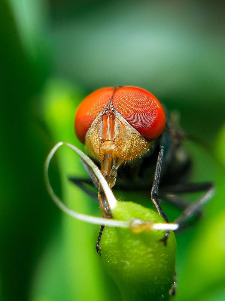 Housefly Closeup