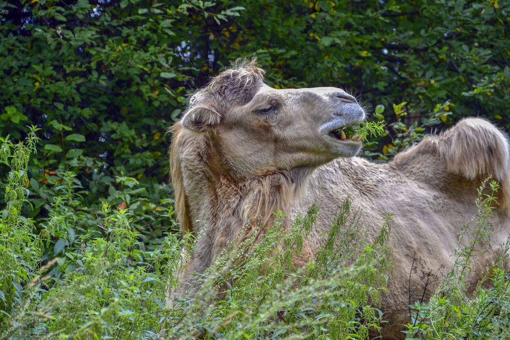 "Корабль пустыни" на подножном корму