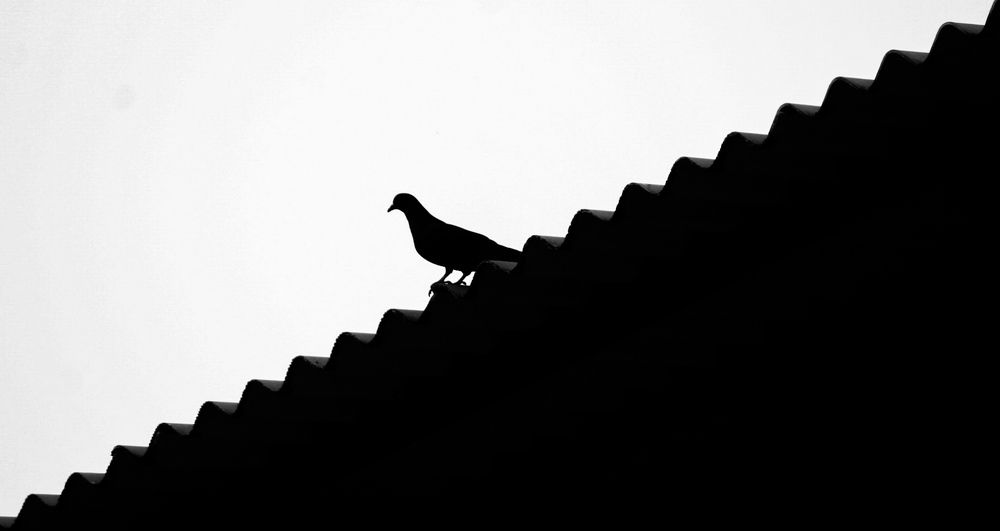 Фотография автора Akash Mukherjee