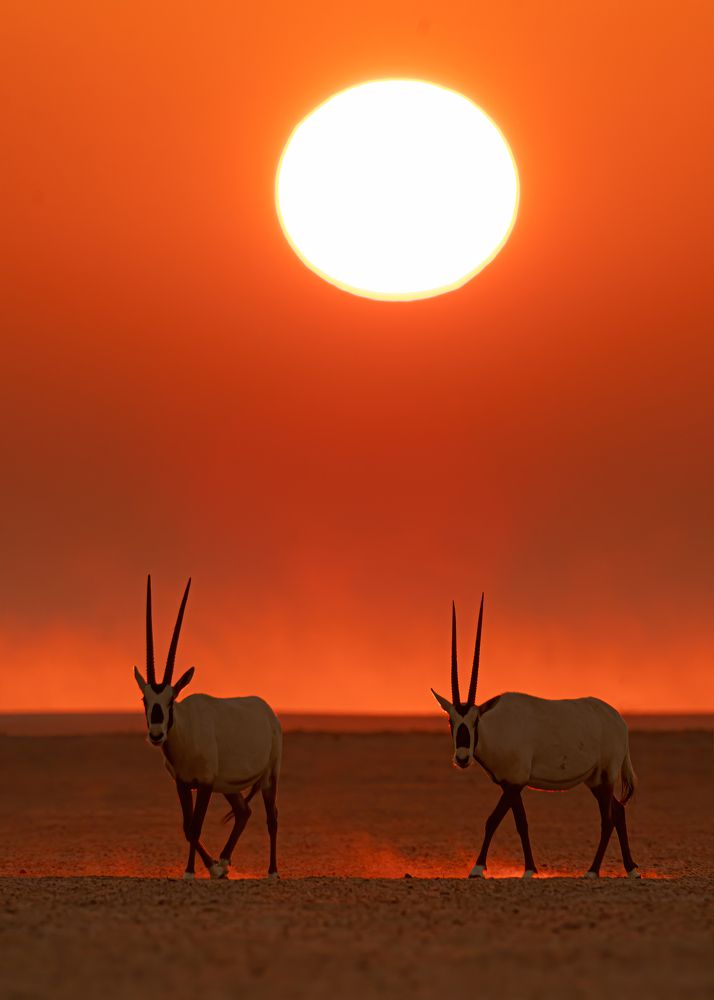 Sharpest Horns in Desert