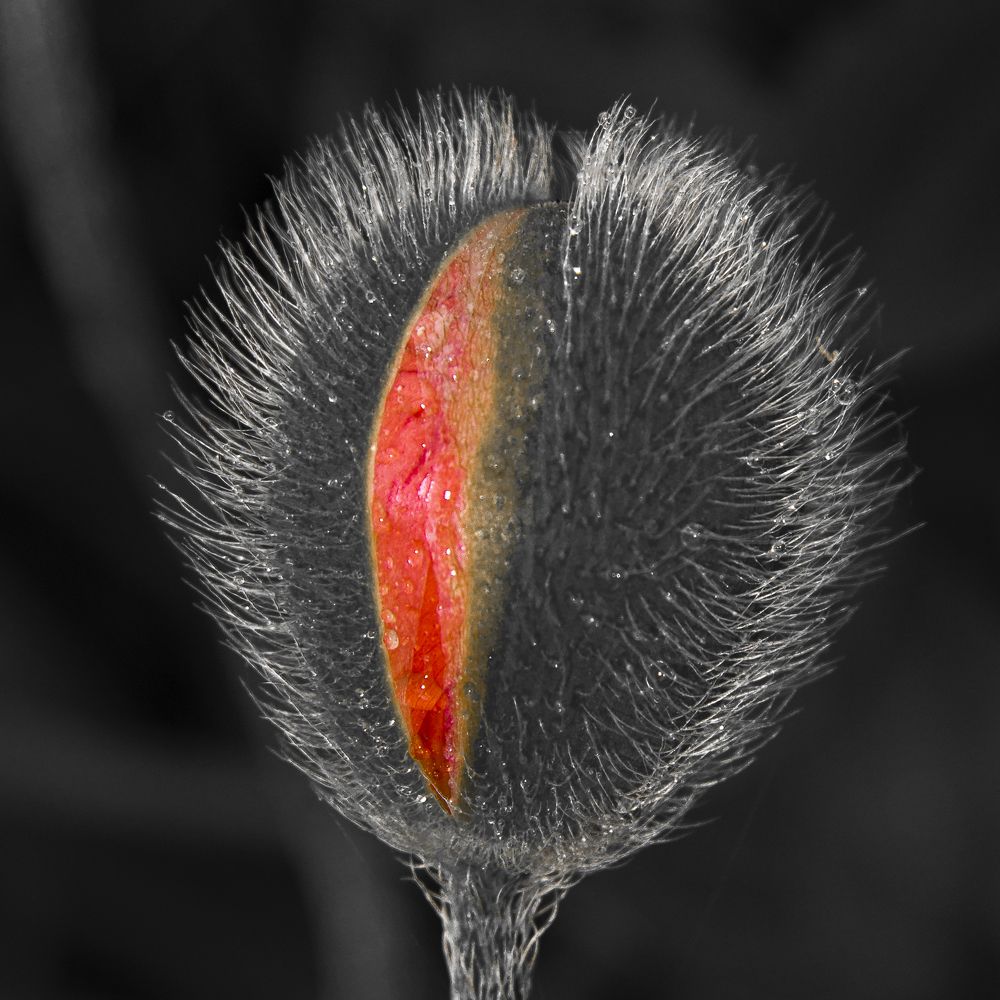 Красное и чёрное