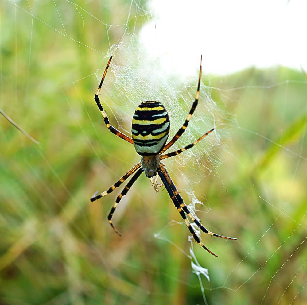 Argiope bruennichi