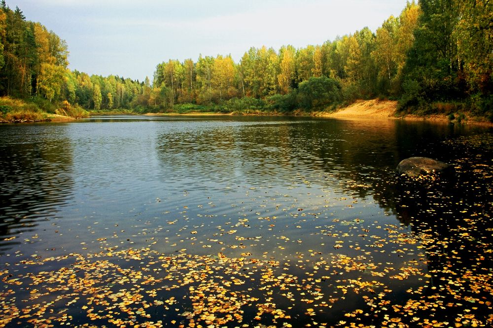 Осень на реке Оять