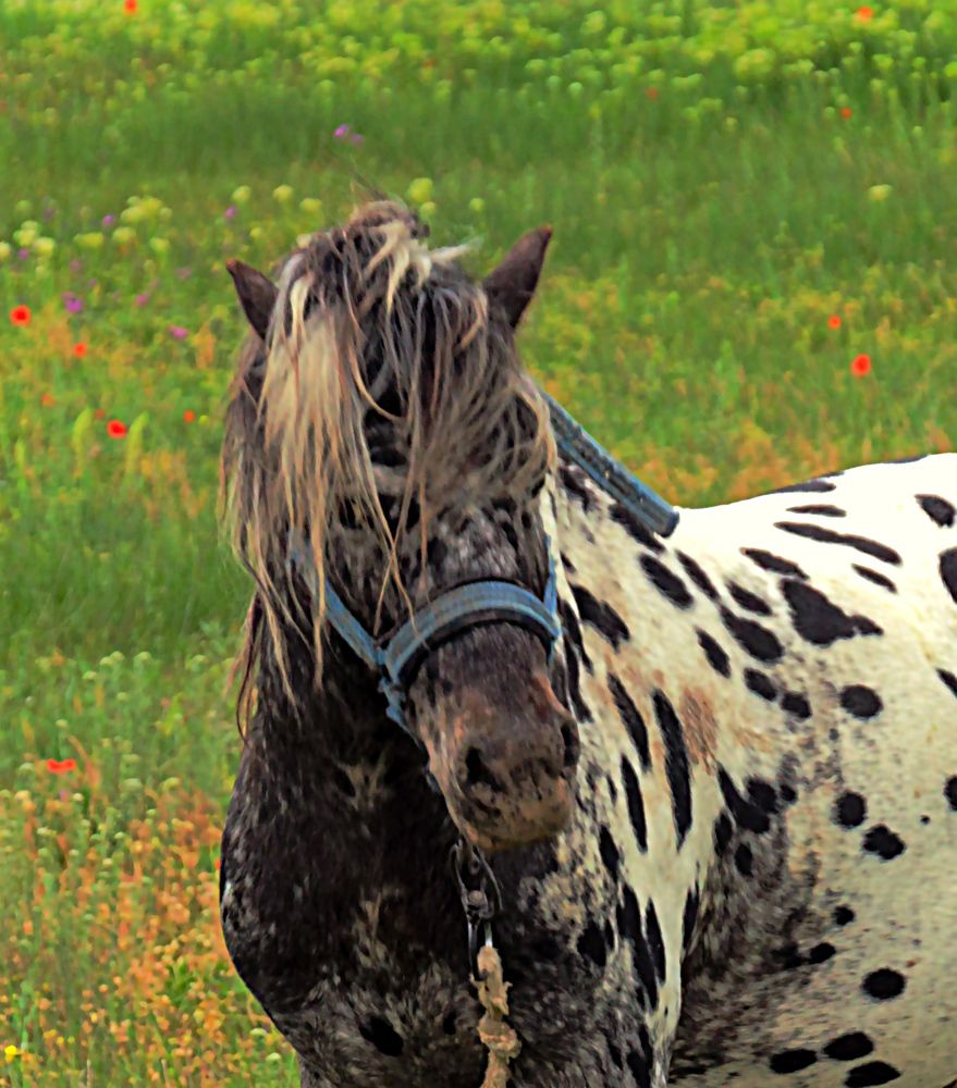 Photograph by  AlexSa