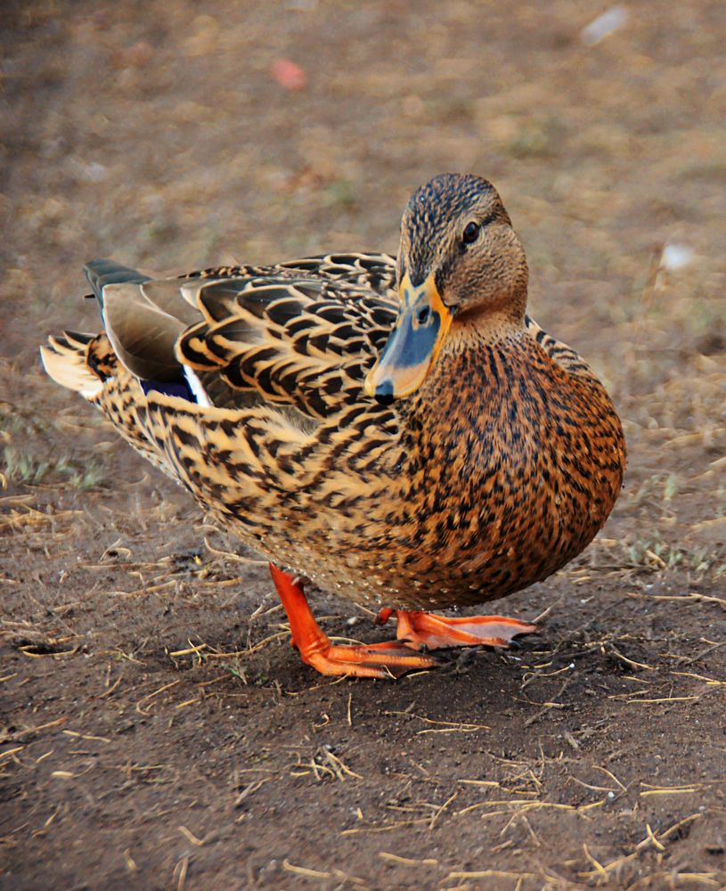 Photograph by  AlexSa