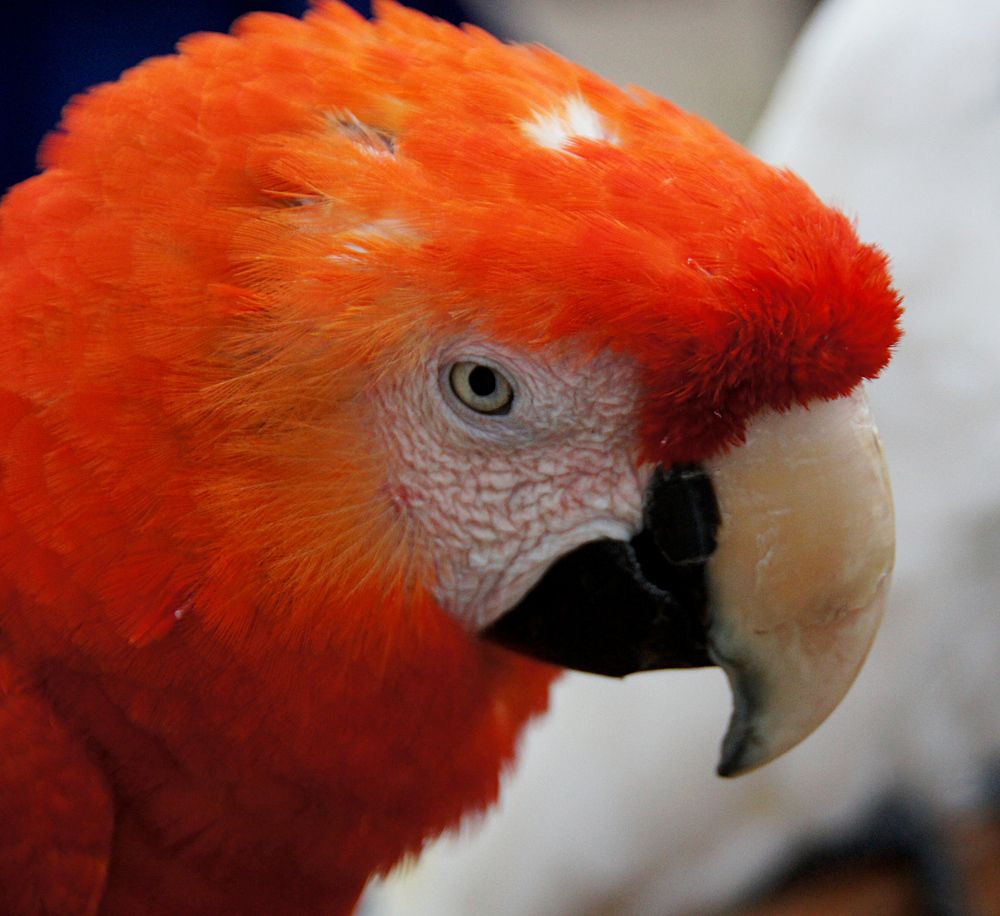 Photograph by  AlexSa